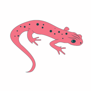 Ein Tag im Leben einer Erdkröte